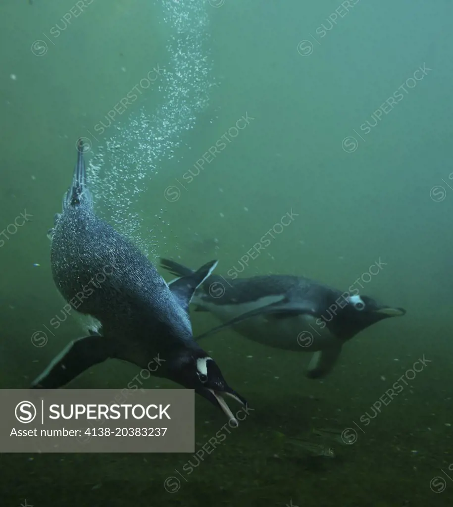 Gentoo penguin, Pygoscelis papua. Fishing. Composite image.