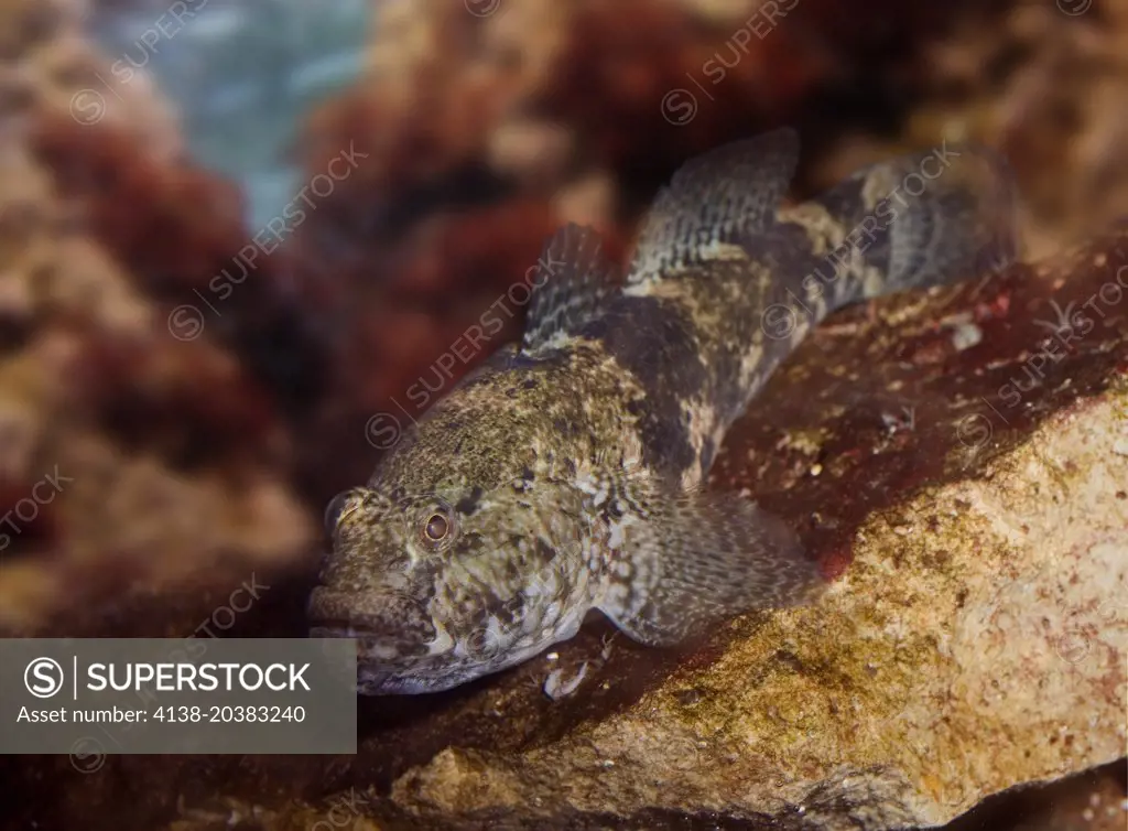 Giant goby, Gobius cobitis. Frontal view. Portugal.