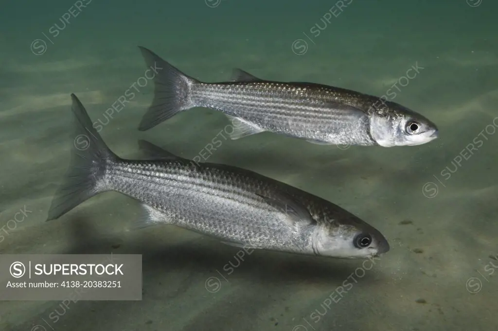 Golden grey mullet, Liza aurata, above.  Thicklip grey mullet, Chelon labrosus, bellow. On sand bottom, Composite image. Portugal.