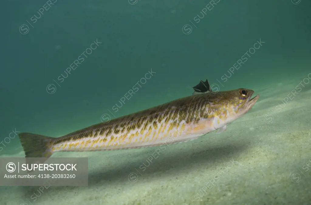 Greater weever, Trachinus draco. Swiming. Composite image. Portugal.