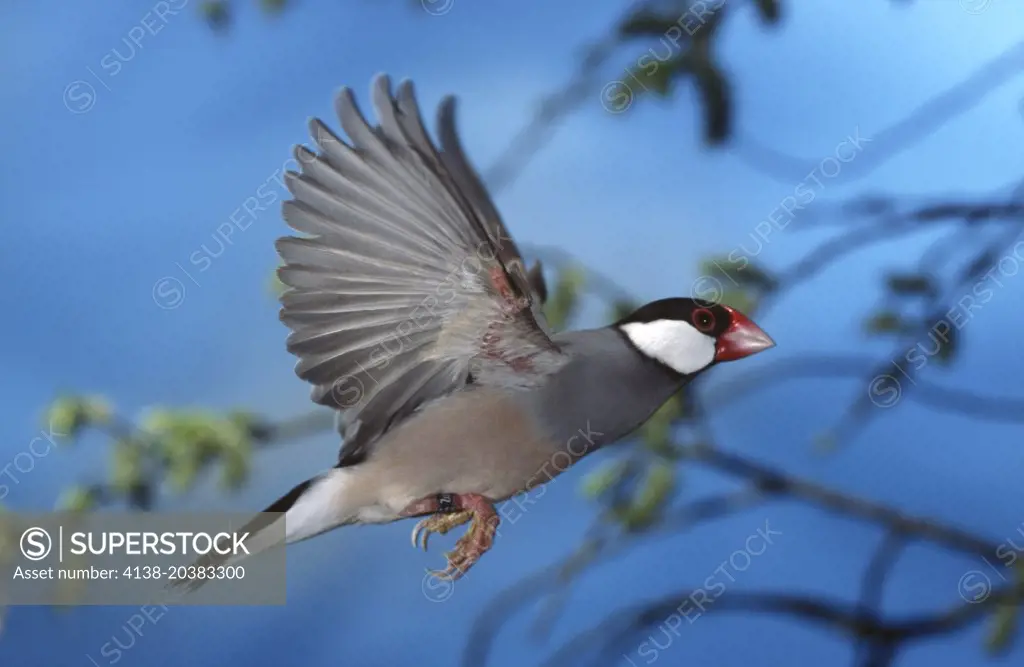 Java sparrow, Lonchura oryzivora flying. The Java sparrow is considered to be a serious agricultural pest of rice. Captive animal. Portugal