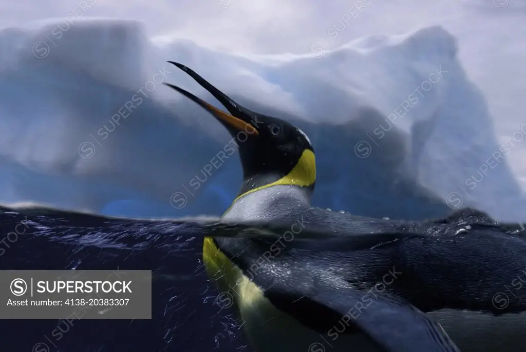 King penguin, Aptenodytes Patagonica. Composite image. Portugal