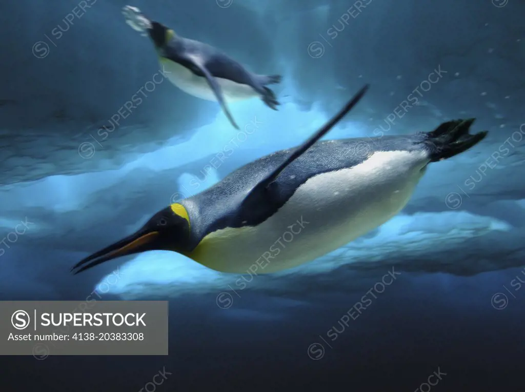 King penguin, Aptenodytes Patagonica. Composite image. Portugal