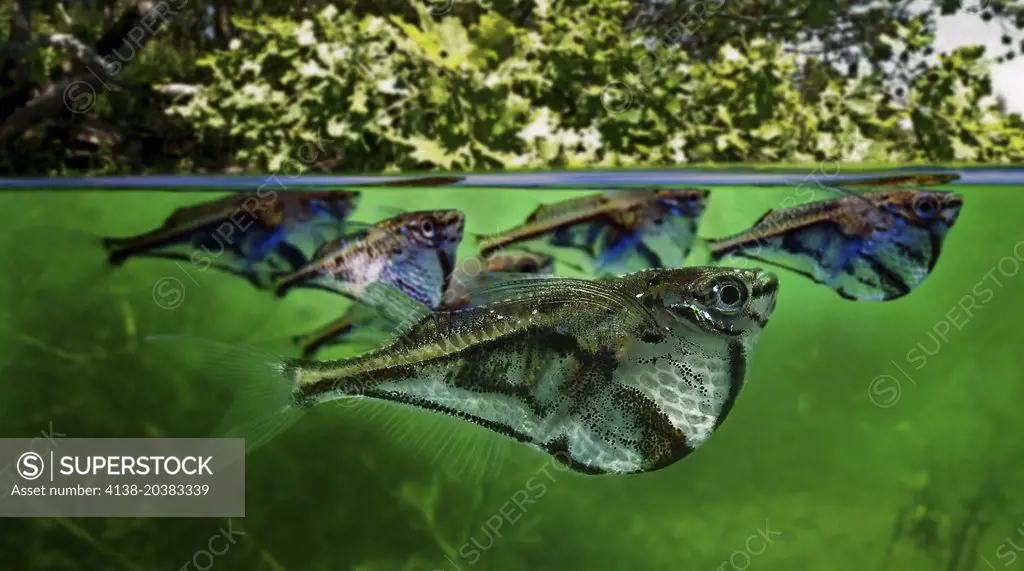 Marbled hatchetfish, Carnegiella strigata. School. Composite image. Portugal