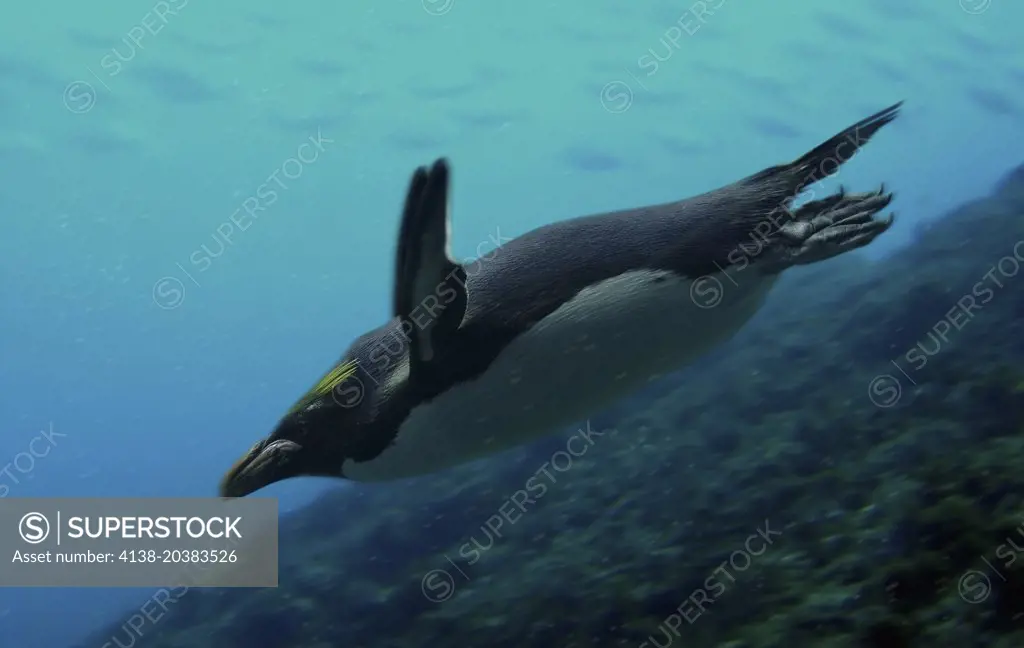 Southern rockhopper penguin, Eudyptes chrysocome. Composite image. Portugal