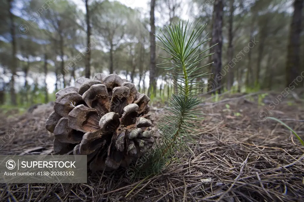 Stone pine, Pinus pinea. Cone with seeds and Young tree. Portugal