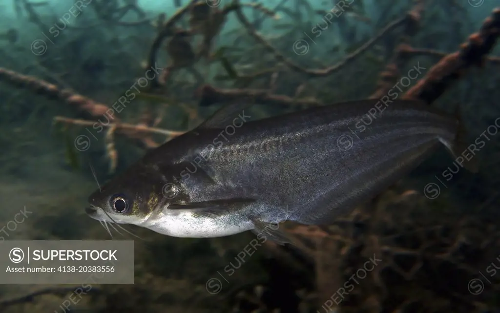 Striped catfish, Pangasianodon hypophthalmus . Composite image. Portugal