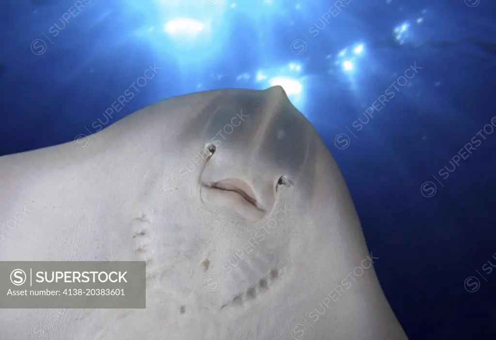 Thornback ray, Raja clavata. Young animal. Ventral view, mouth detail. Composite image. Portugal.