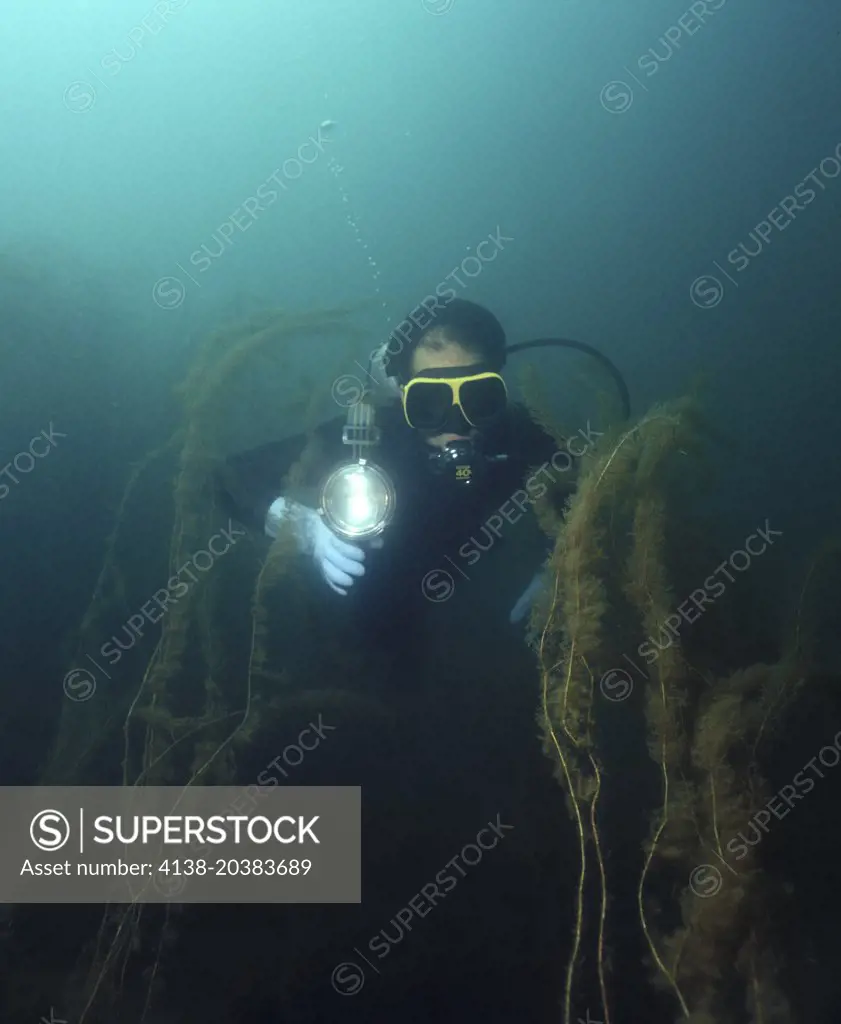 Whorled water-milfoil, Myriophyllum verticillatum. Underwater with diver. Portugal