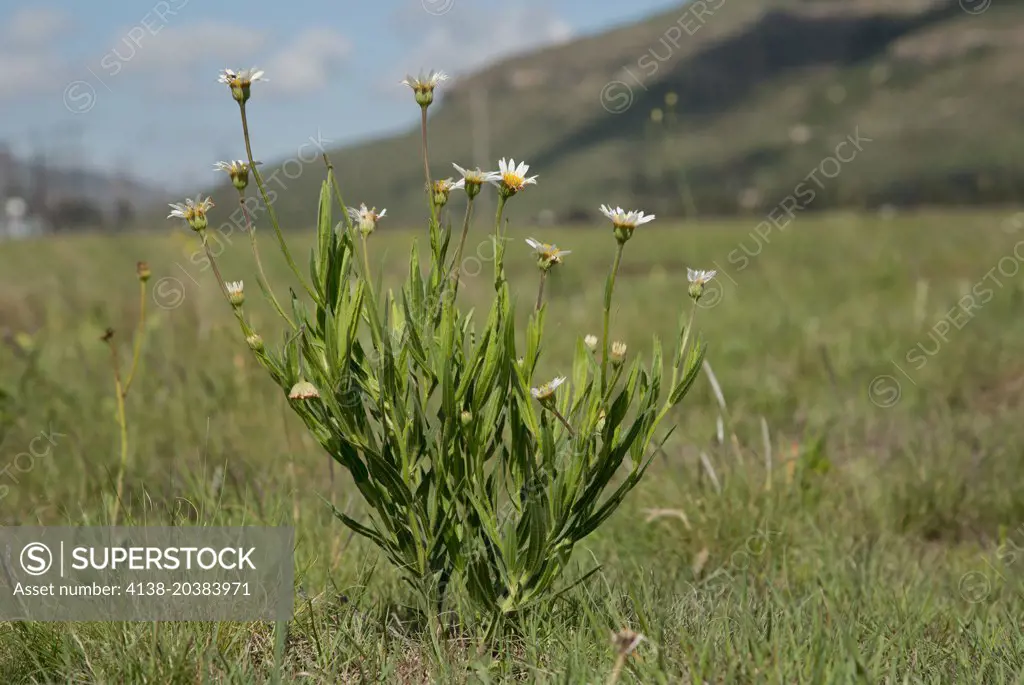  An aster, Aster pleiocephalus in grassland; Wakkerstroom, South Africa