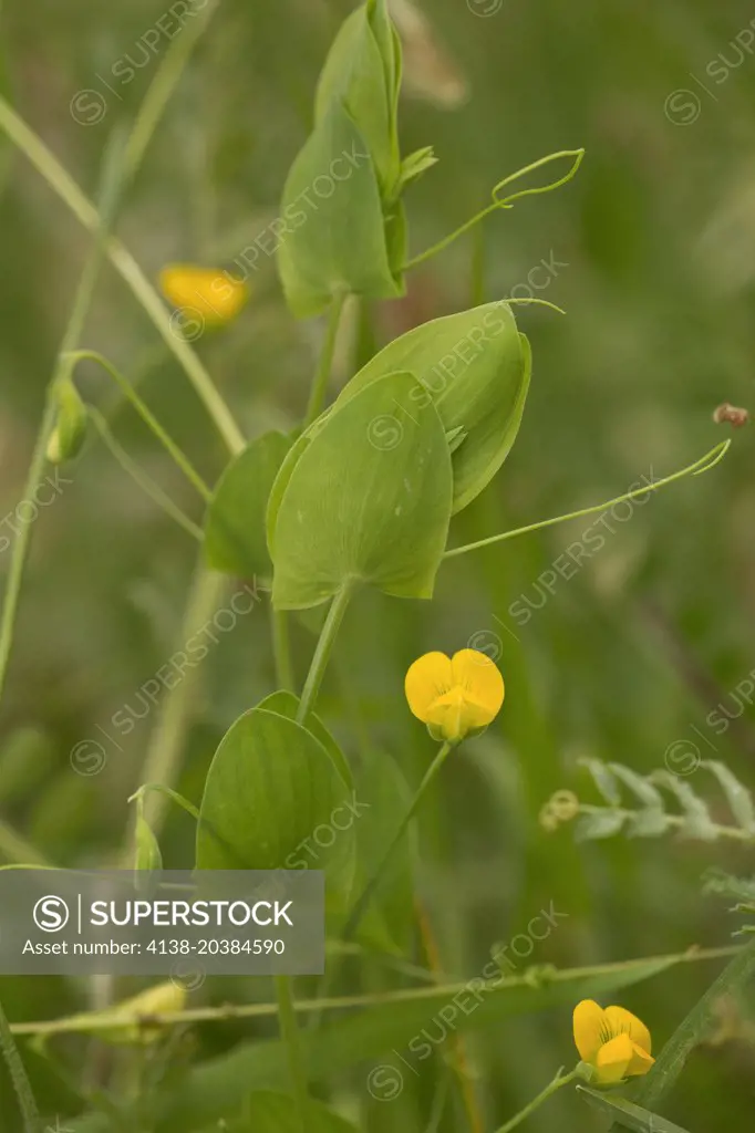  Yellow Vetchling, Lathyrus aphaca in flower, showing stipules and tendrils. 