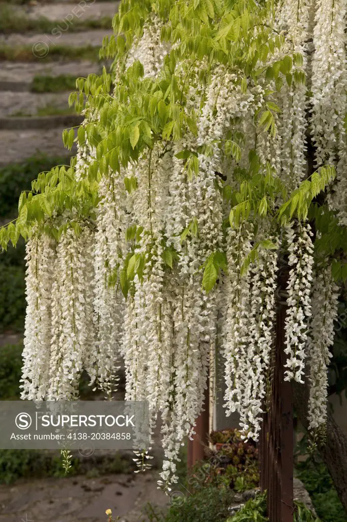 A small free-standing tree of Wisteria sinensis Alba, in central Italy.
