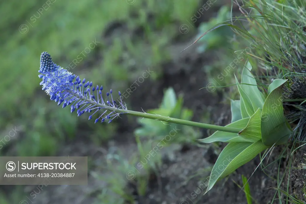 A tall Blue Squill, Scilla natalensis = Merwilla plumbea in the Drakensberg Mountains, South Africa