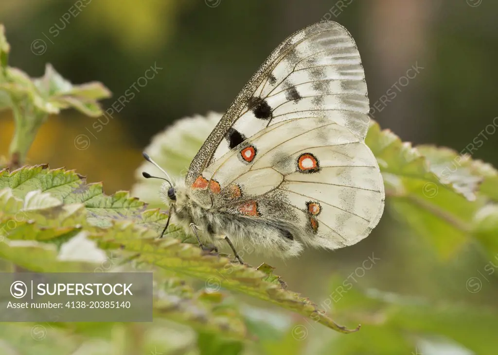 Apollo butterfly, Parnassius apollo with wings closed, Vercors, France.