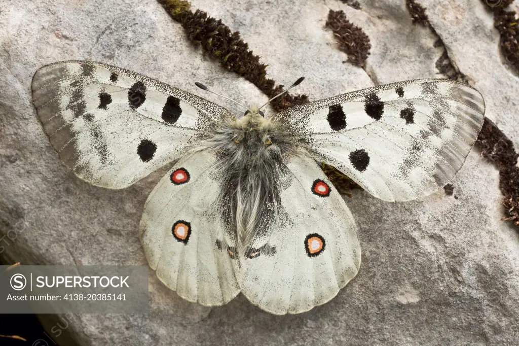 Apollo butterfly, Parnassius apollo basking in late summer sunshine, France.