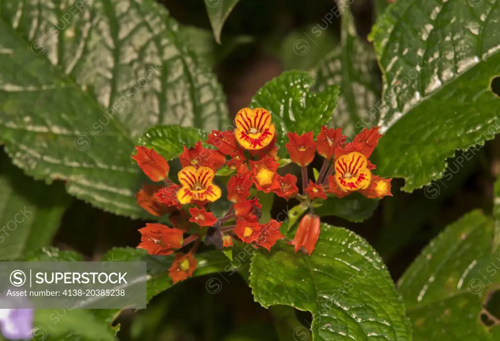 Copper Leaf or Sunset Bells, Chrysothemis pulchella. Trinidad. Gesneriaceae.