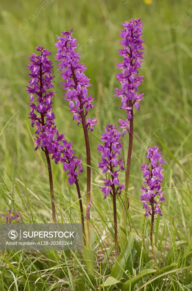 Early Purple Orchids, Orchis mascula, group in flower in grassland