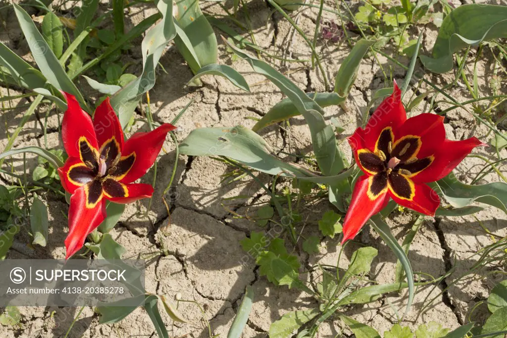 Eyed-tulip, Tulipa agenensis in flower in arable field, Cyprus