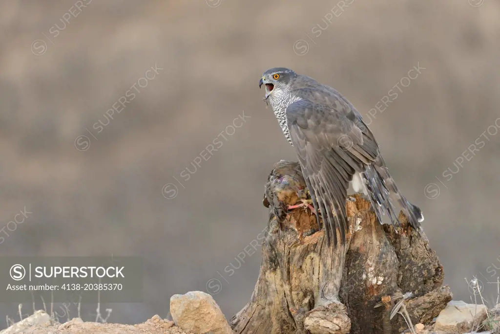 GOSHAWK (Accipiter gentilis) with prey RED PARTRIDGE (Alectoris rufa) in usual perch. Calling and protecting food. Lleida, Catalonia. Spain