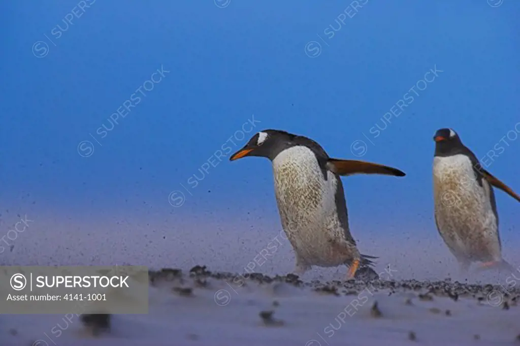 gentoo penguins pygoscelis papua papua in sandstorm falkland islands