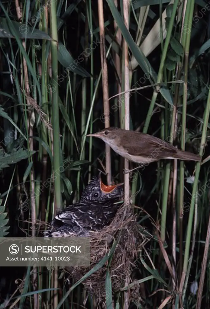 cuckoo young cuculus canorus in nest of reed warbler reed warbler is (acrocephalus scirpaceus) 