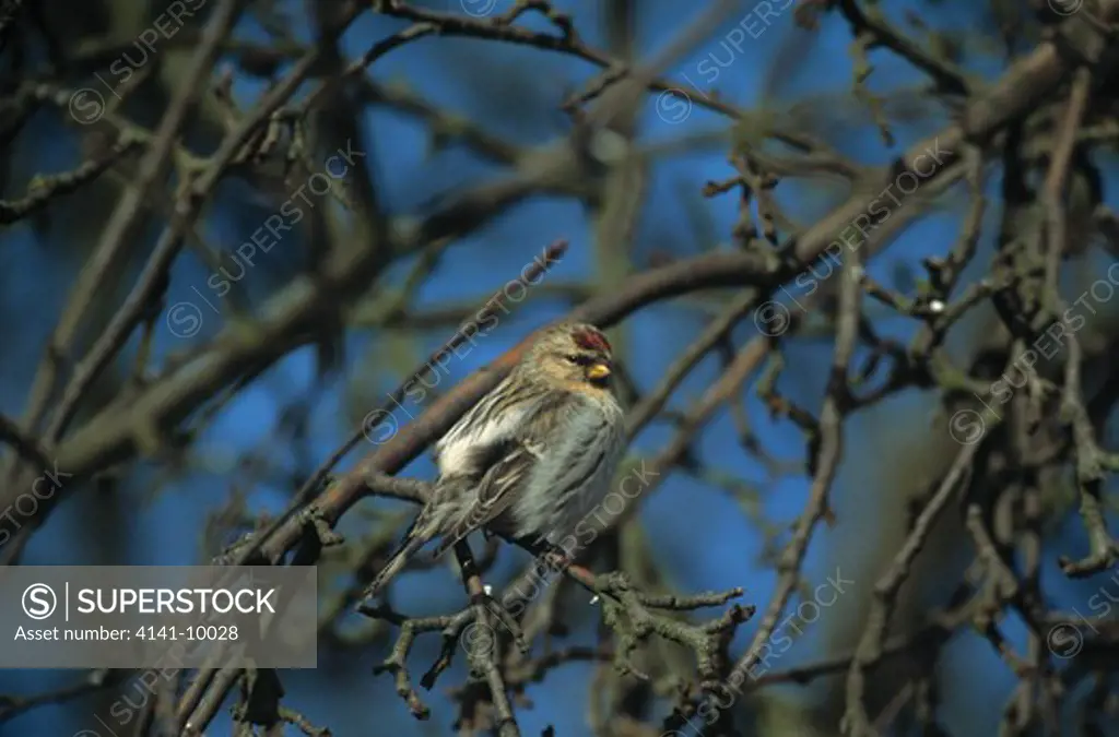 arctic redpoll acanthis hornemanni on branch 