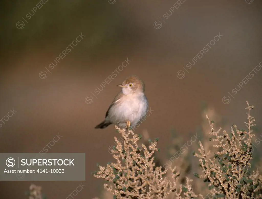 desert warbler sylvia nana morocco 
