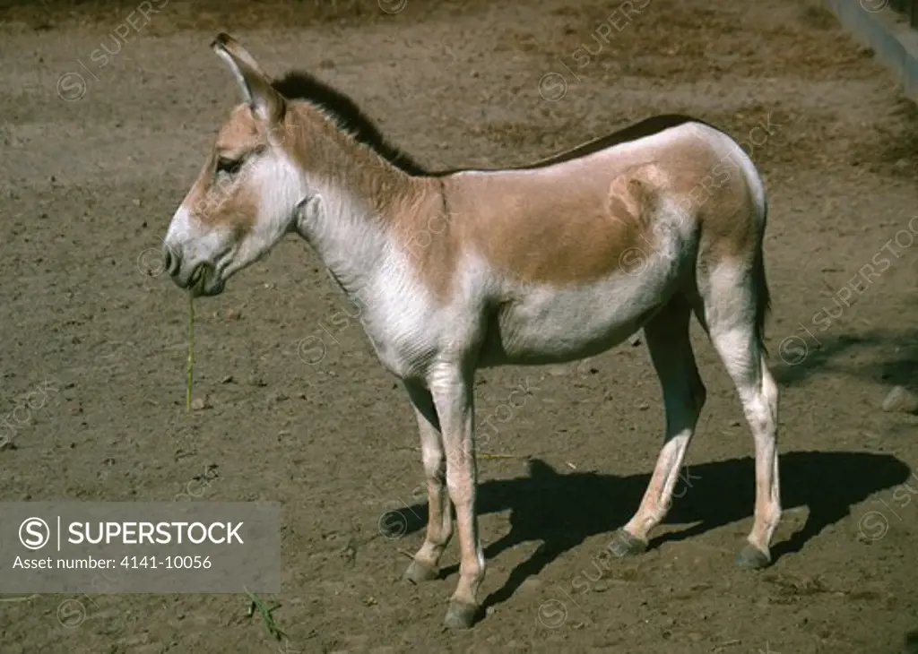 indian wild ass equus hemionus khur india 
