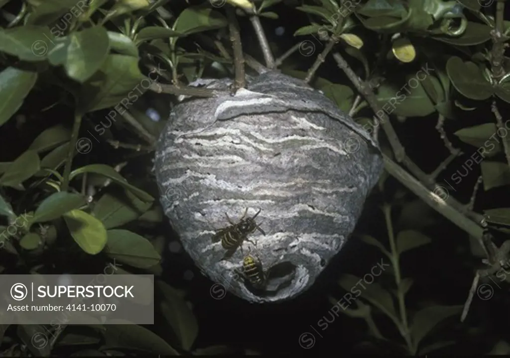common wasp (vespula vulgaris) workers extending nest 