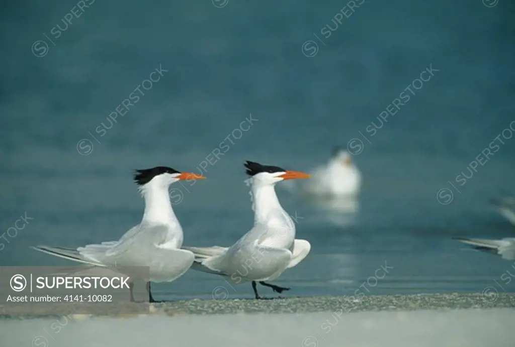 royal terns two displaying on shore sterna maxima during the summer florida, south eastern usa
