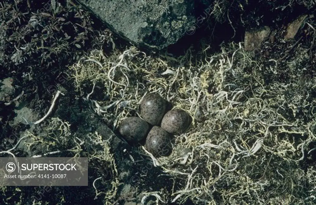great knot nest with eggs (calidris tenuirostris) eastern siberia, russia