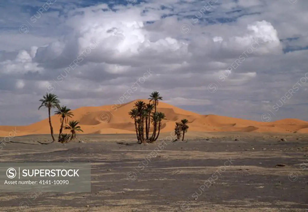 palms & sand dunes merzouga, morocco 