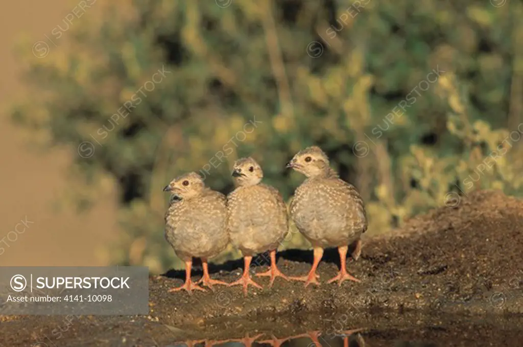red-legged partridge alectoris rufa three young by water, spain 