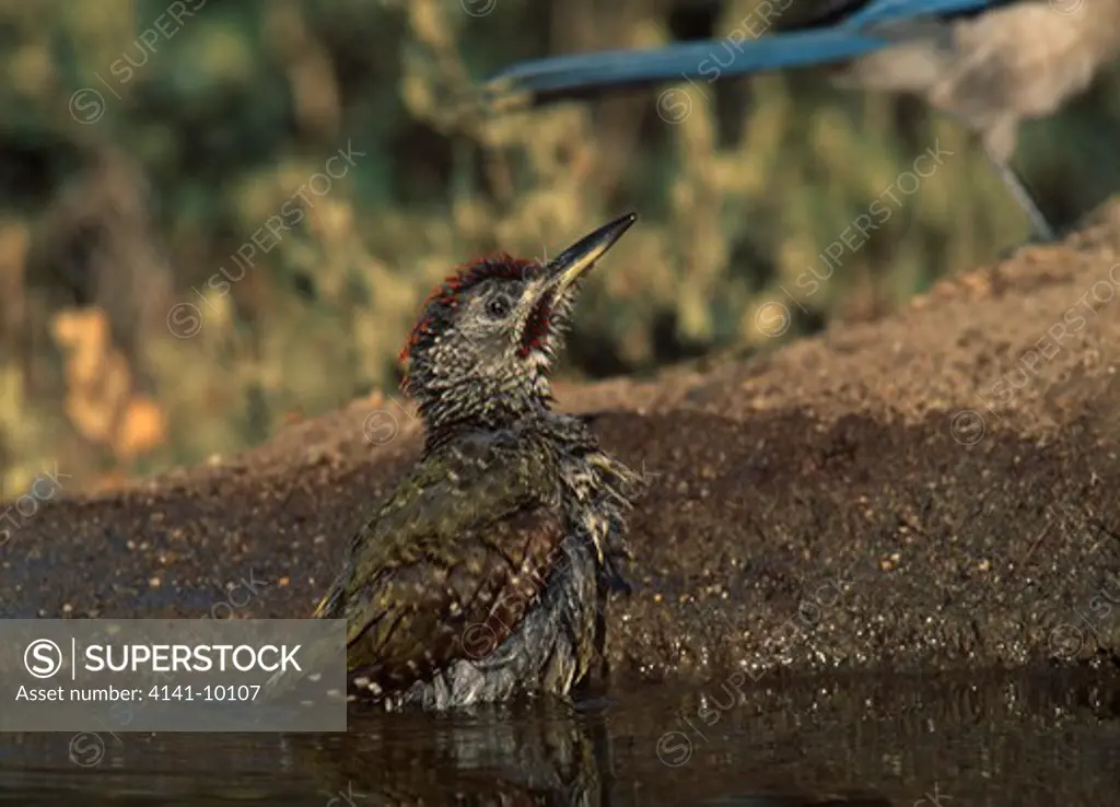 green woodpecker bathing picus viridis sharpei spain 