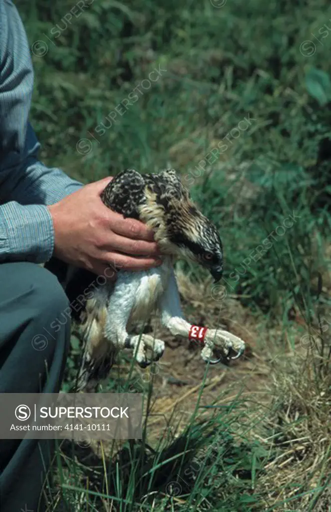 osprey pandion haliaetus ringed young before release release programme at rutland water, uk
