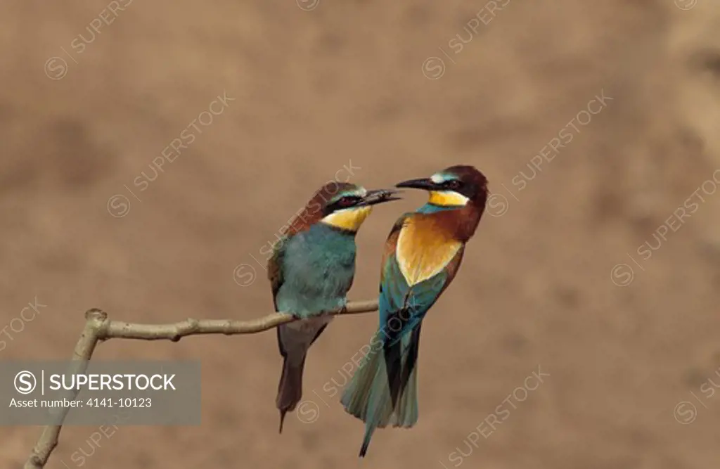european bee-eaters merops apiaster female accepting food from male spain