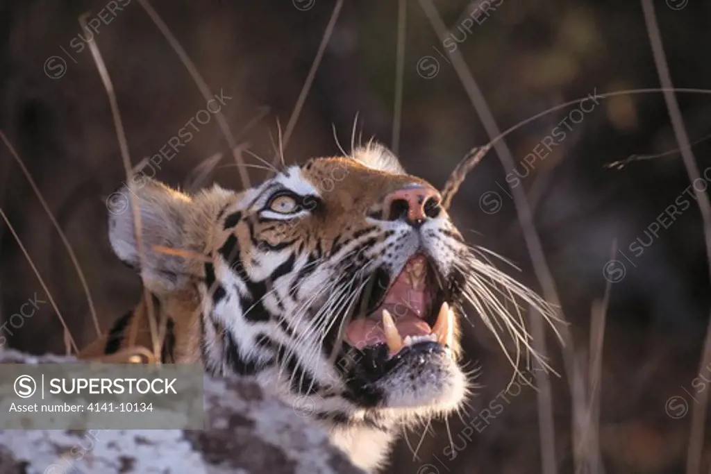 bengal tiger female named mohini panthera tigris tigris bandhavgarh national park, madhya pradesh, india 