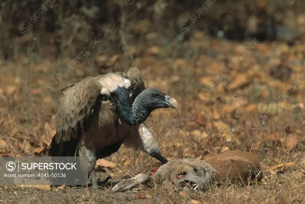 long-billed griffon vulture gyps indicus on dog carcass, india.