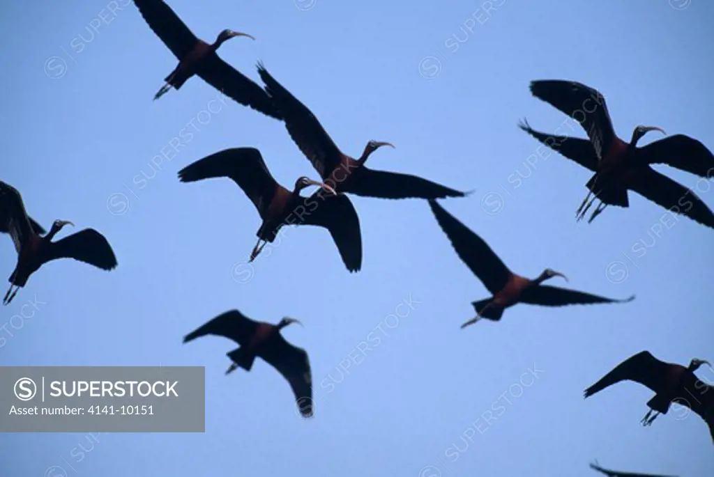 glossy ibis group in flight plegadis falcinellus lesbos