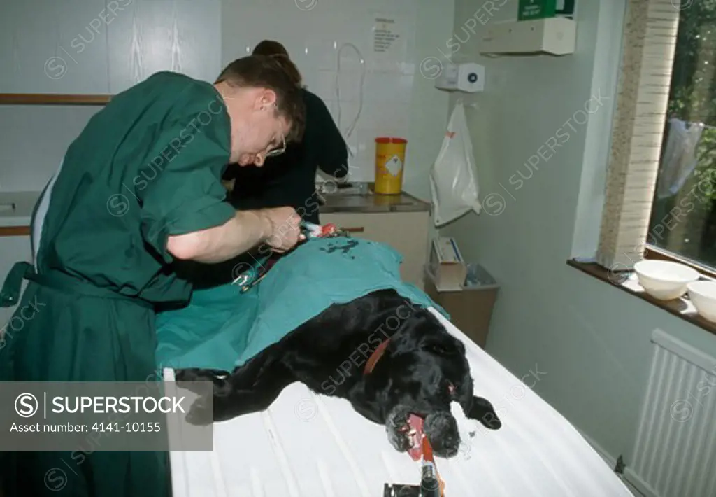 anesthetised dog being operated upon by veterinary surgeon