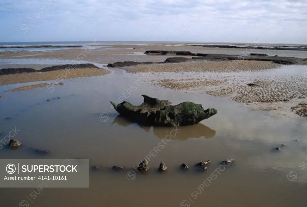 seahenge ancient wood henge with upside-down tree in the centre, now raised norfolk, england