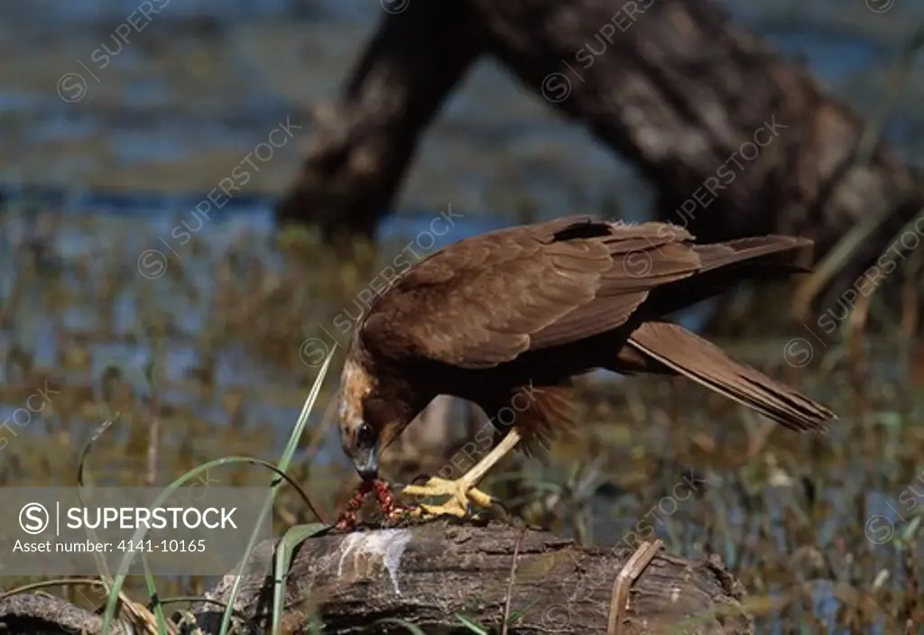 marsh harrier feeding circus aeruginosus