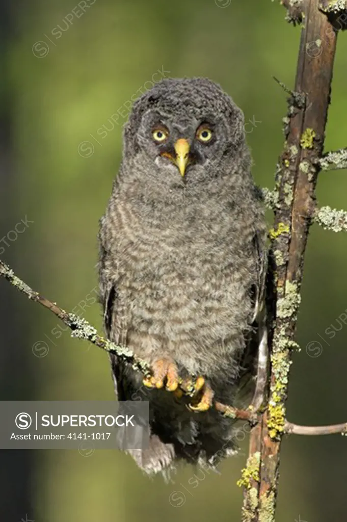 great grey owl strix nebulosa owlet just out of nest in forest finland