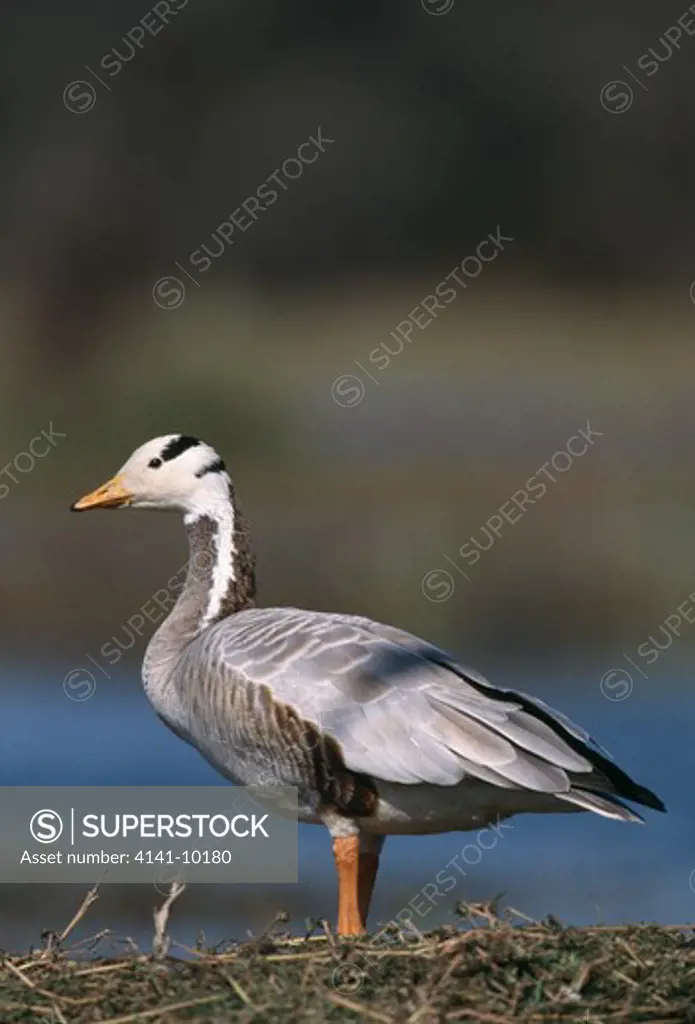 bar-headed goose anser indicus