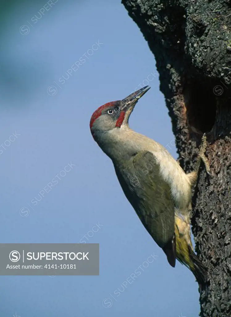 green woodpecker on tree picus viridis sharpei spanish sub-species