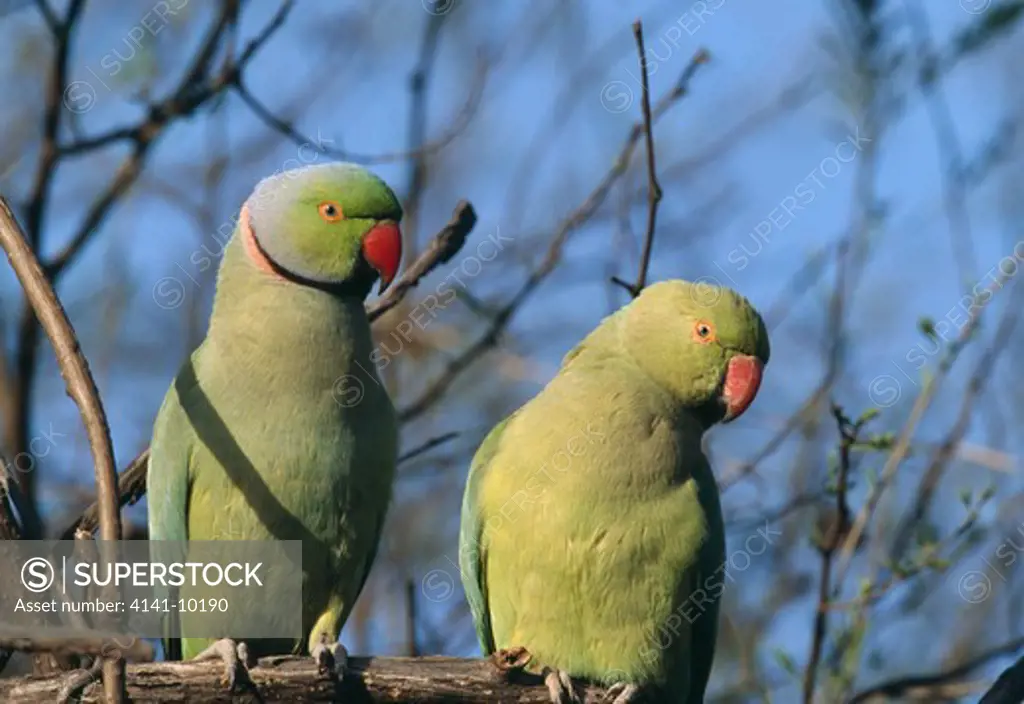 rose-ringed parakeets pair psittacula krameri male on left, female on right