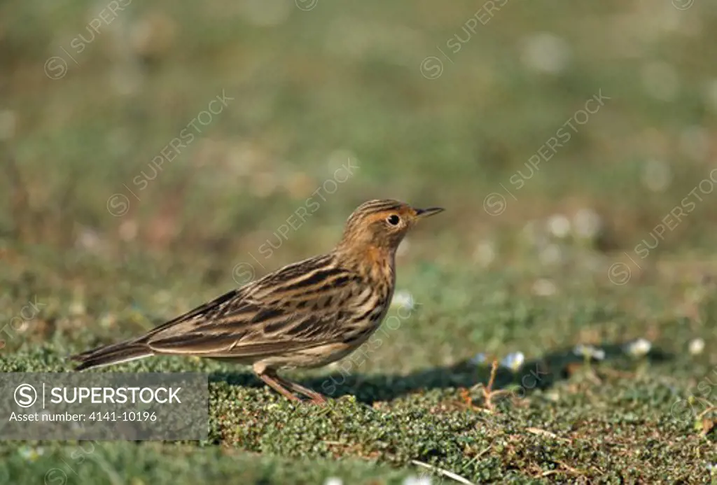 red-throated pipit male on ground anthus cervinus lesbos, greece