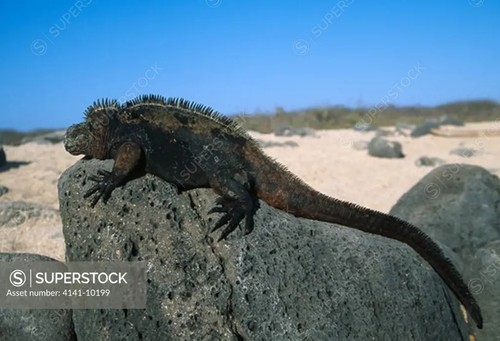 marine iguana on rock amblyrhynchus cristatus galapagos islands, pacific ocean