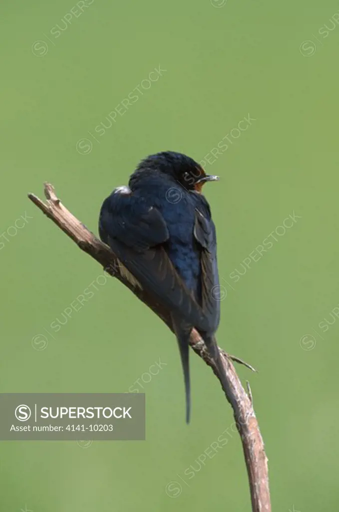 european swallow perched hirundo rustica uk