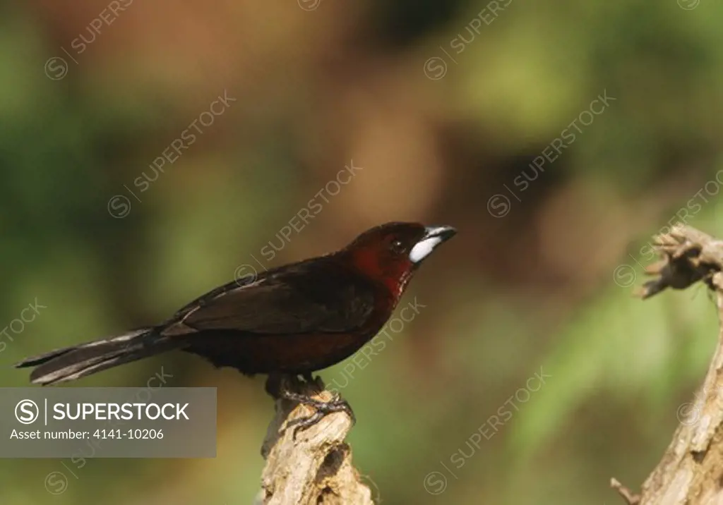silver-beaked tanager male ramphocelus carbo